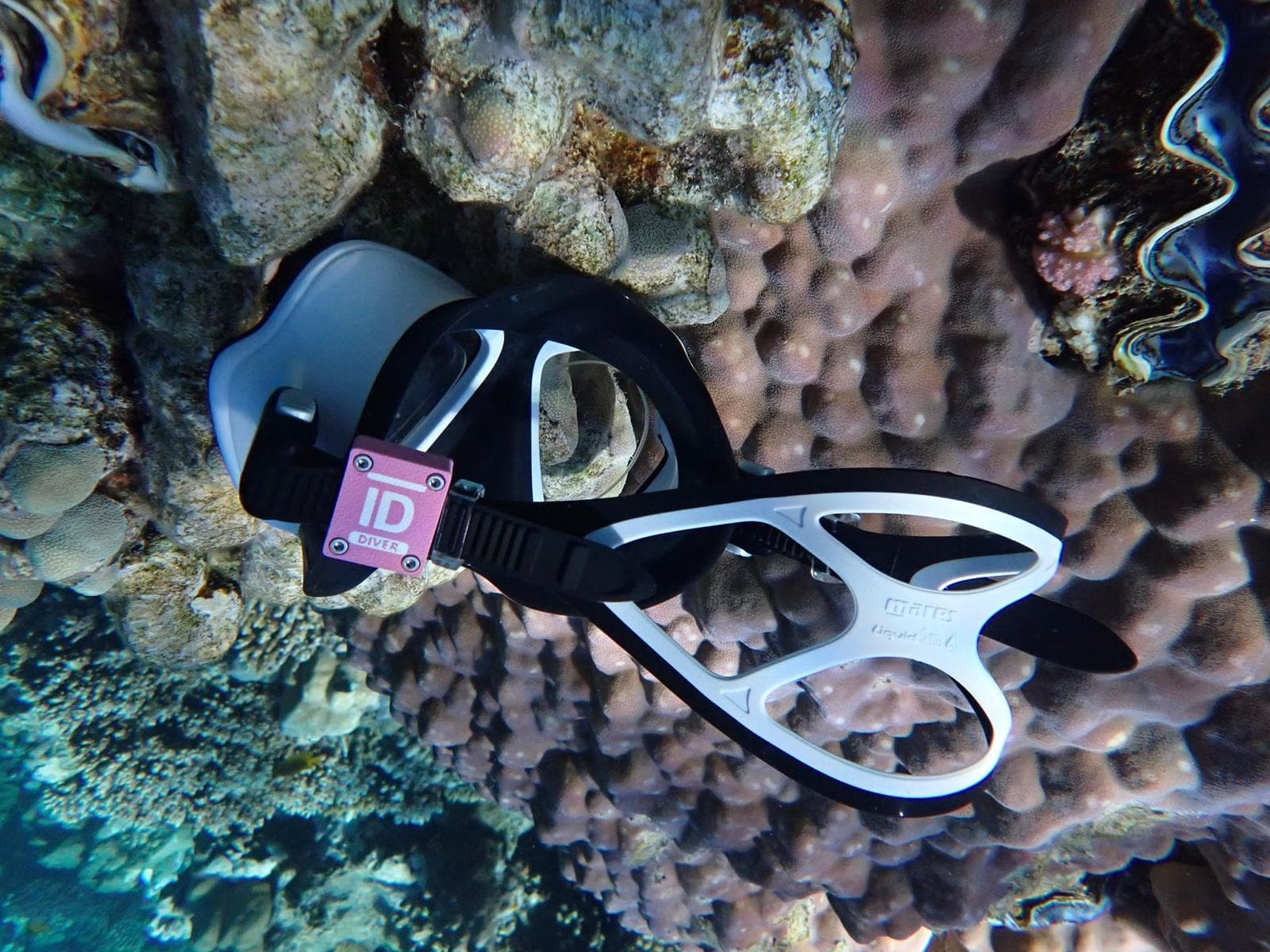 Un masque de plongée Mares équipé d'un boîtier ID DIVER framboise vissé sur sa sangle, posé sur un massif de corail.